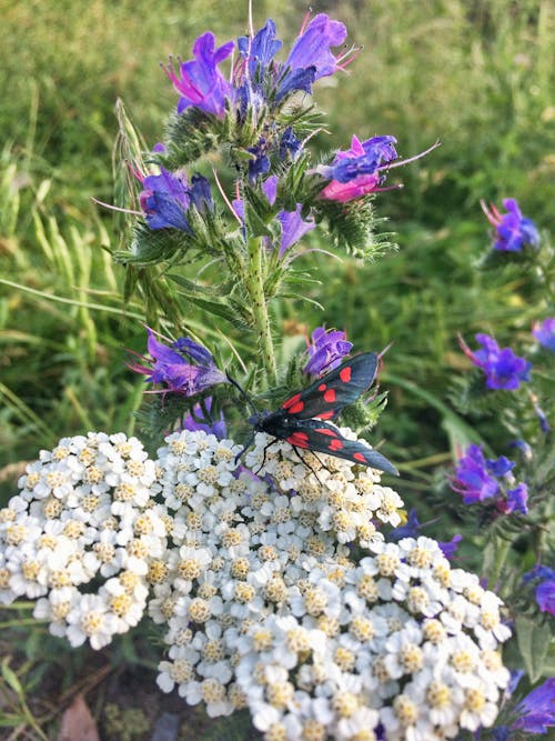 Fotobanka s bezplatnými fotkami na tému motýľ