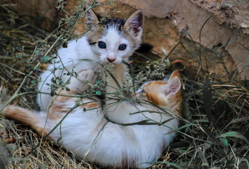 Kostnadsfri bild av katt, kattansikte, kattögon