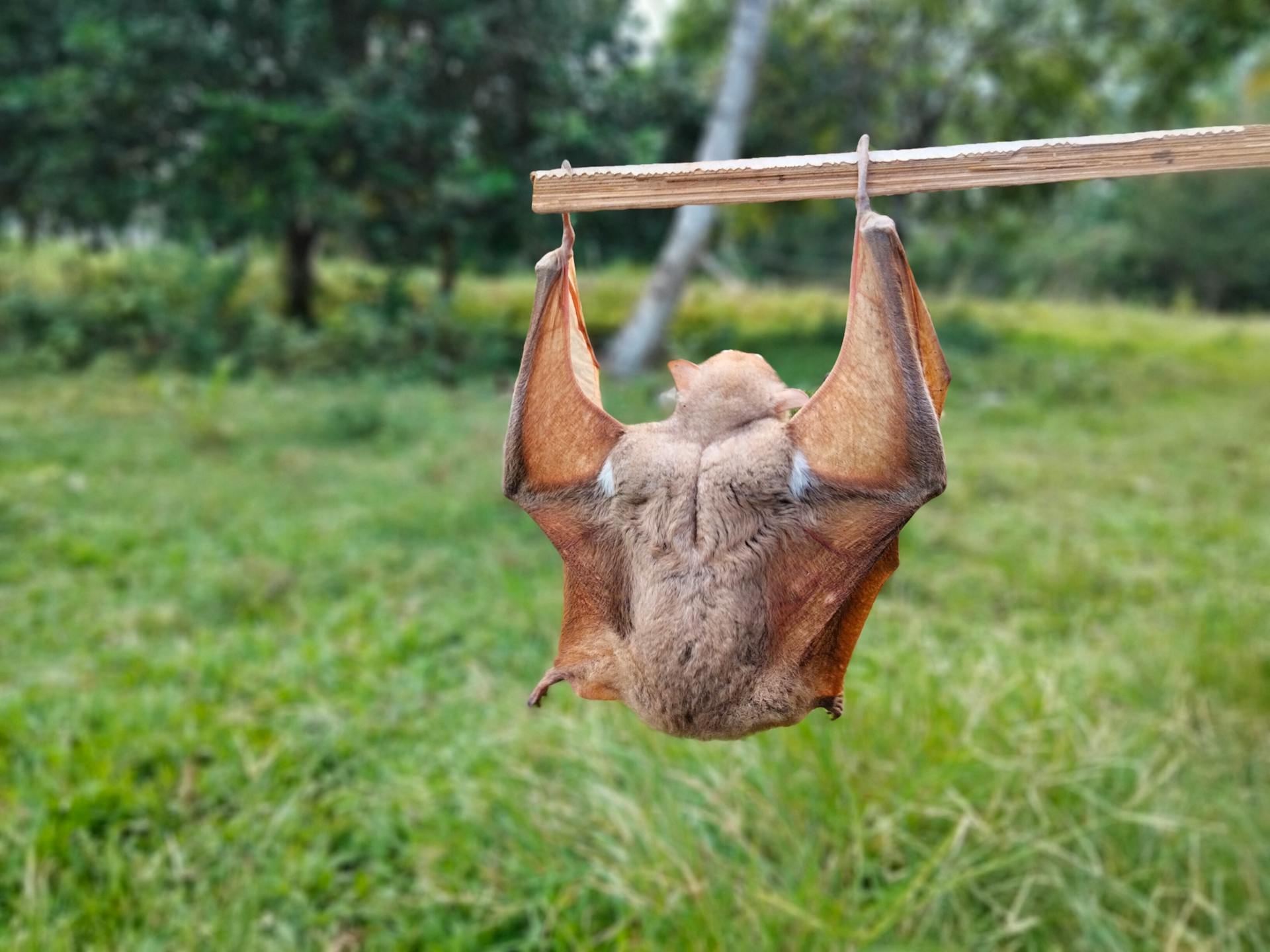 A fruit bat hanging upside down on a wooden stick in a lush green outdoor setting.