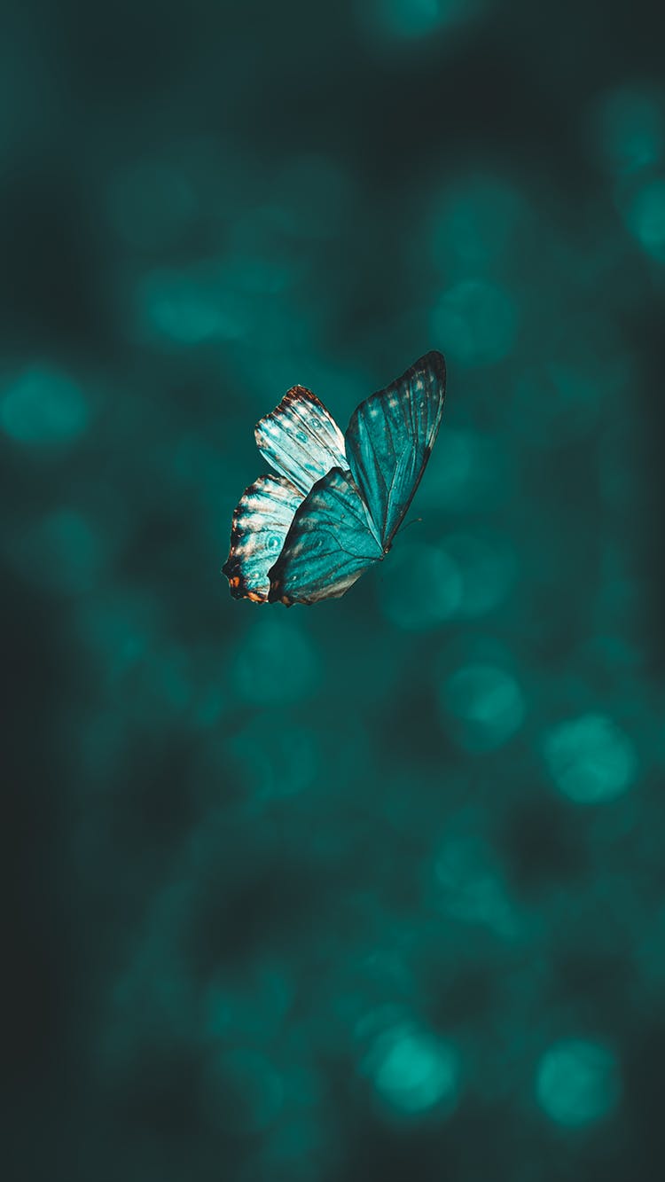 Photo Of A Flying Blue Butterfly 