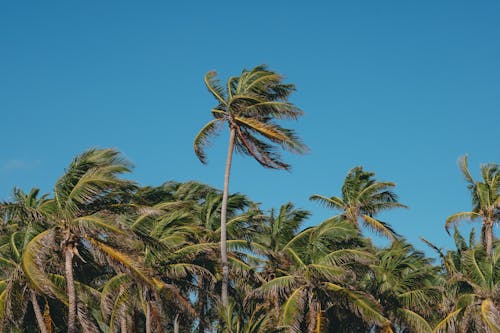 Free Coconut Trees Under Blue Sky Stock Photo