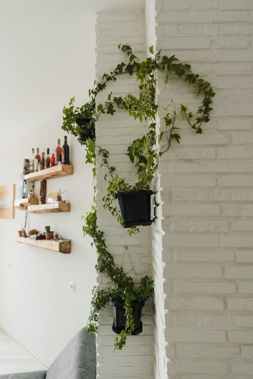 Green Plants on Black Pots