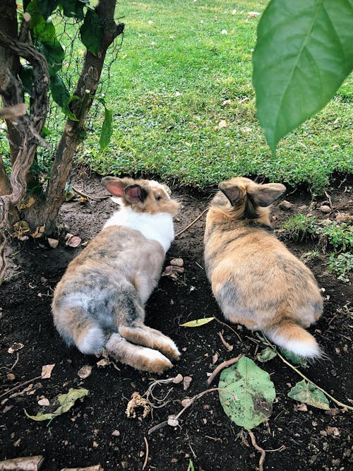 Free stock photo of bunnies, couple in love, domestic pets