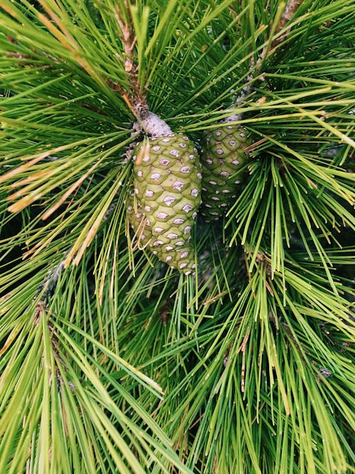 Free stock photo of cone, evergreen, fir cone