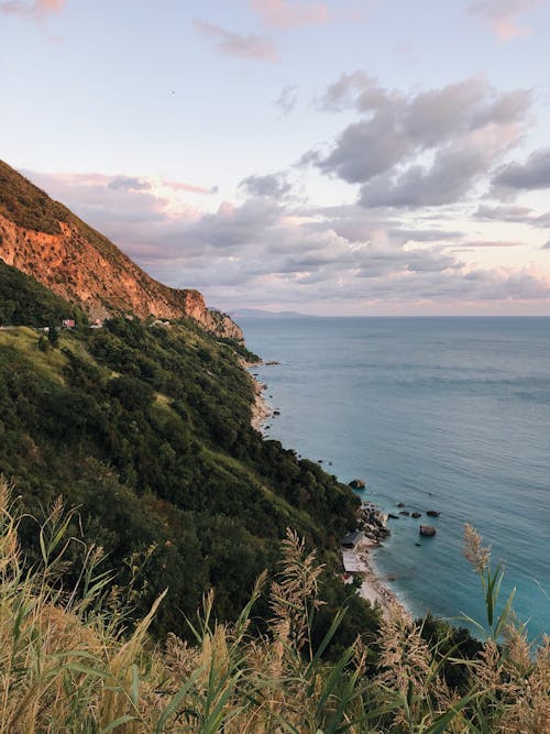 Photo of Green Plants Near the Sea