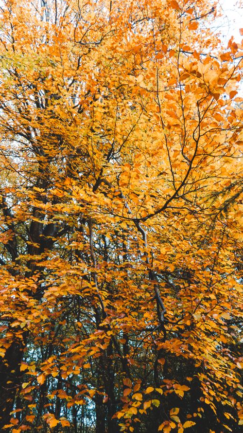 Free From below of bright yellow leaves on branches of trees growing in picturesque park on autumn day Stock Photo