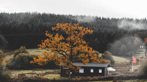 Lonely house located near lush fir forest in countryside