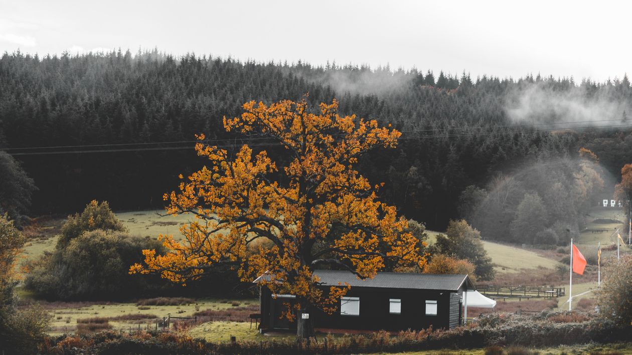 Alberi Rigogliosi Che Crescono Sulle Colline Vicino Al Fiume Sotto Il alberi-rigogliosi-che-crescono-sulle-colline-vicino-al-fiume-sotto-il