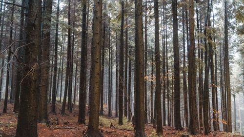 Free Picturesque scenery of trunks of tall trees growing in silent forest on cloudy autumn day Stock Photo
