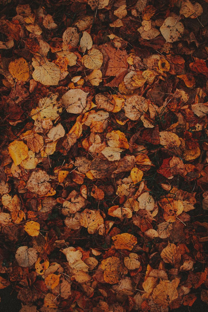Abstract background of colorful dried foliage covering ground with grass in autumn season