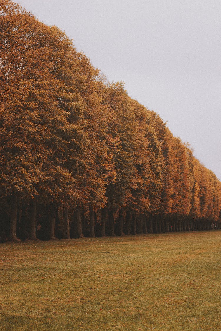 Margin Of Woods With Autumnal Trees