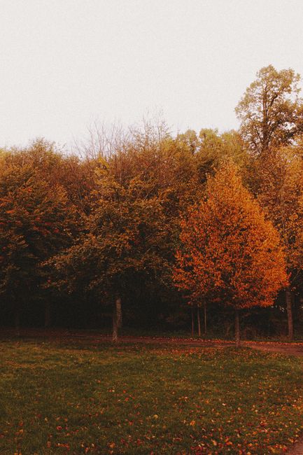 Scenery of calm autumnal forest with colorful trees and green glade under cloudy sky