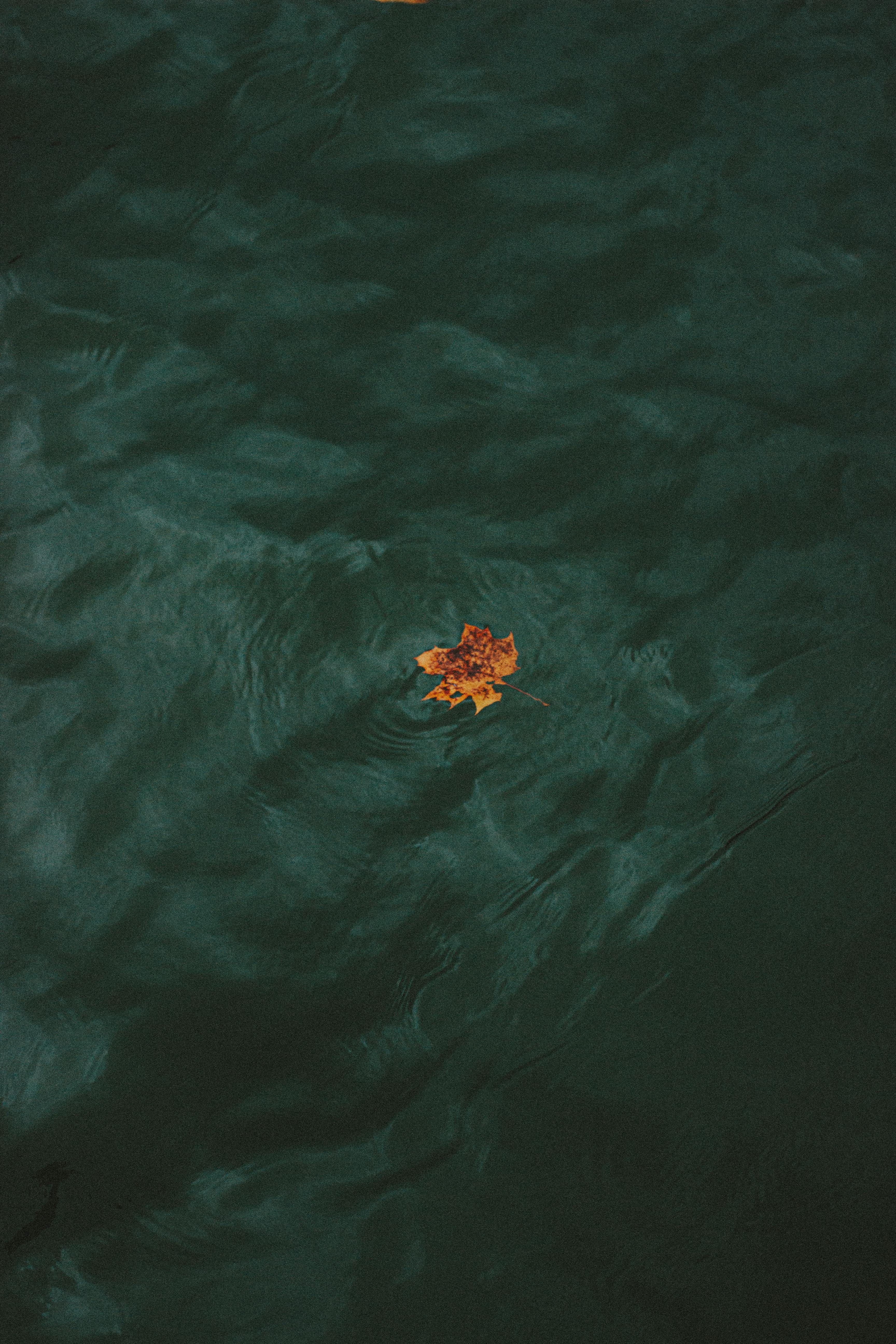 single fallen leaf floating in water