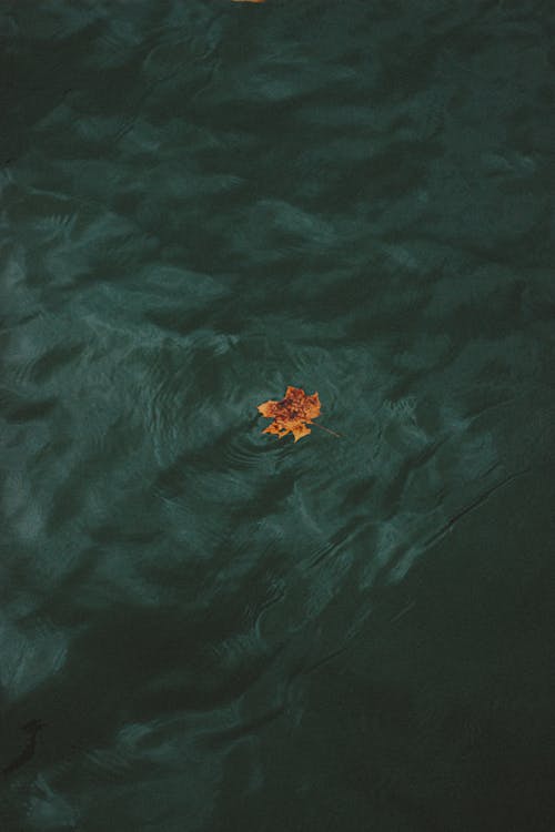 Single fallen leaf floating in water