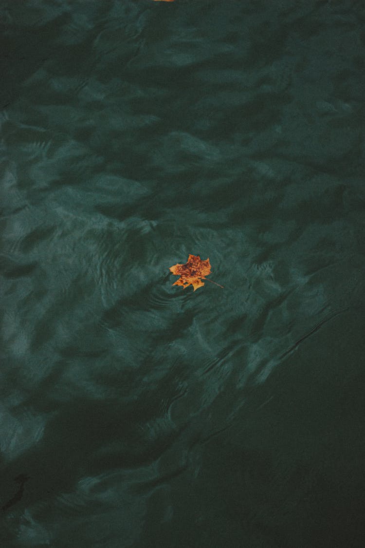 Single Fallen Leaf Floating In Water