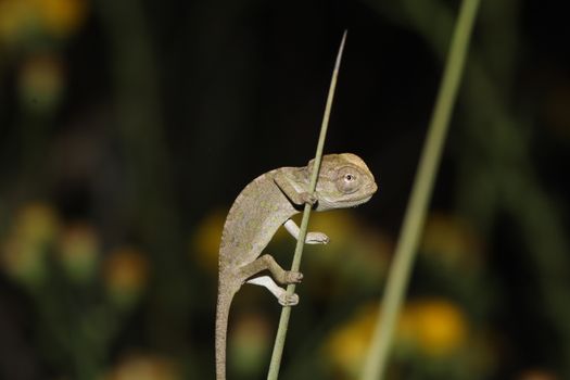 chameleon photo
