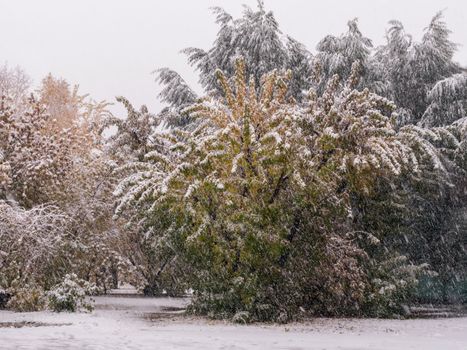 A peaceful winter scene showing snow-laden trees in a serene forest environment.