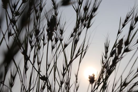 Artistic silhouette of grass with the sun rising in the background, creating a tranquil natural scene.