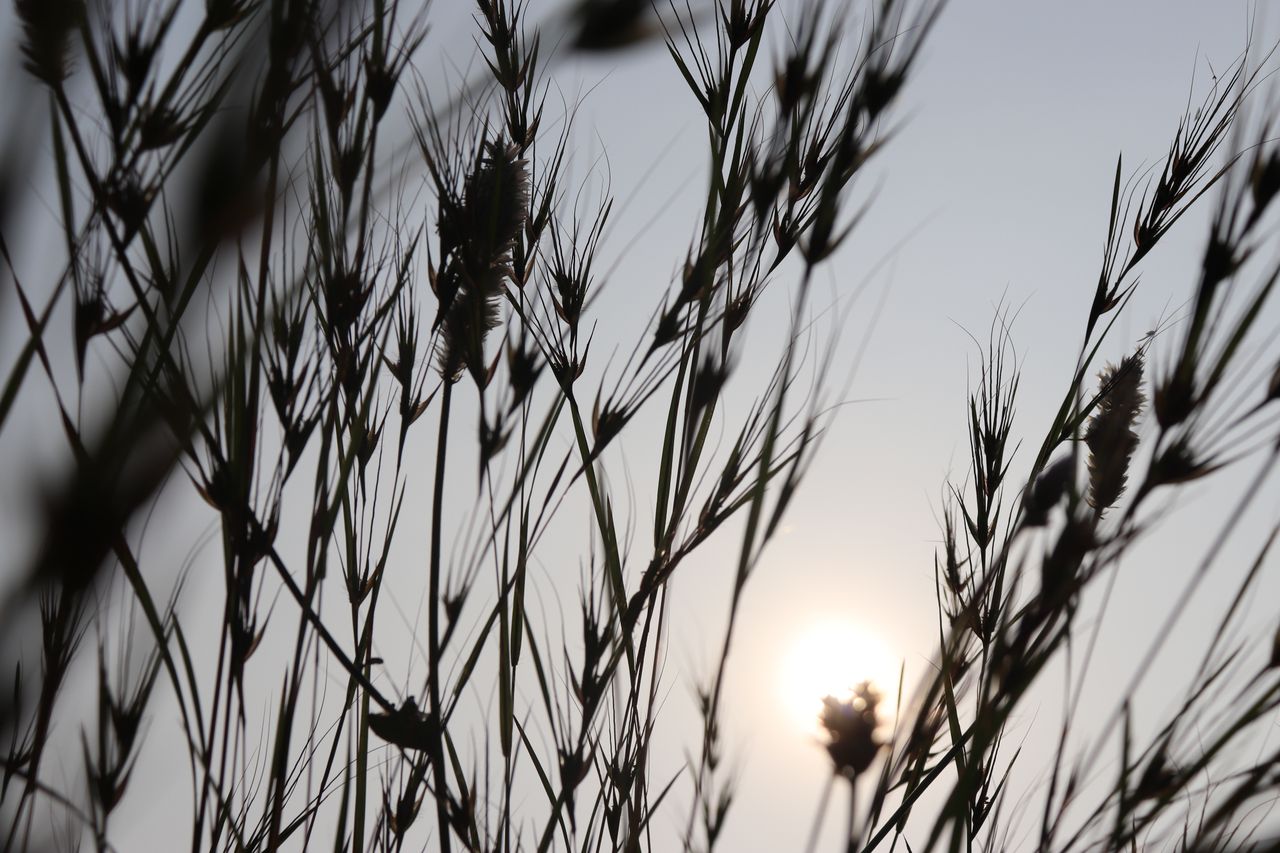 artistic silhouette of grass with the sun rising in the background cre