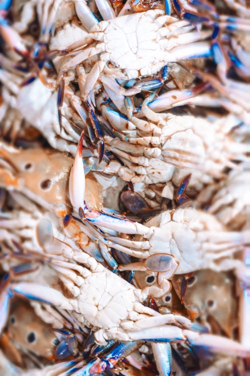 Free Close-up of Lots of Crabs Stock Photo