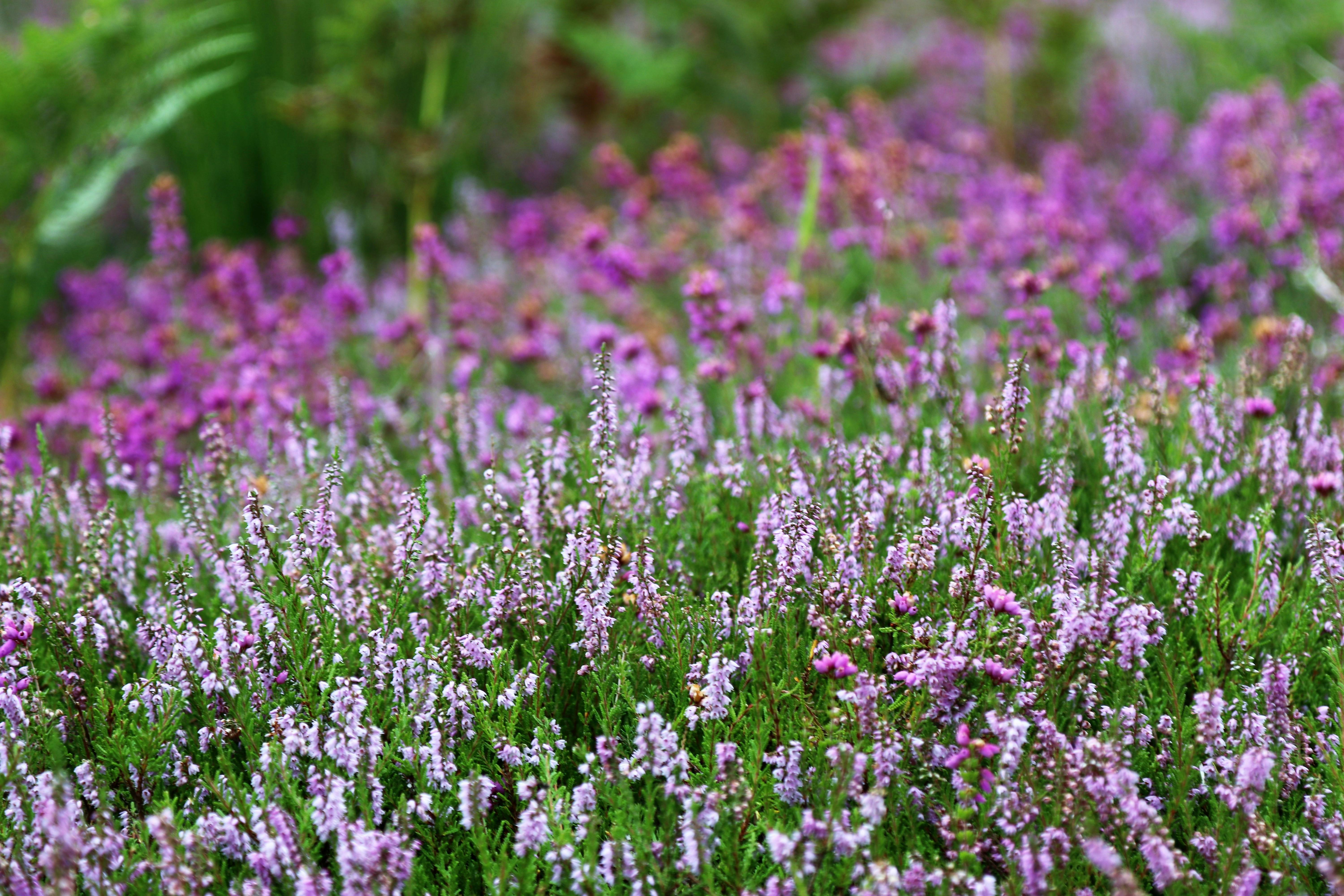 Kostenloses Foto zum Thema: äste, blühen, blumen