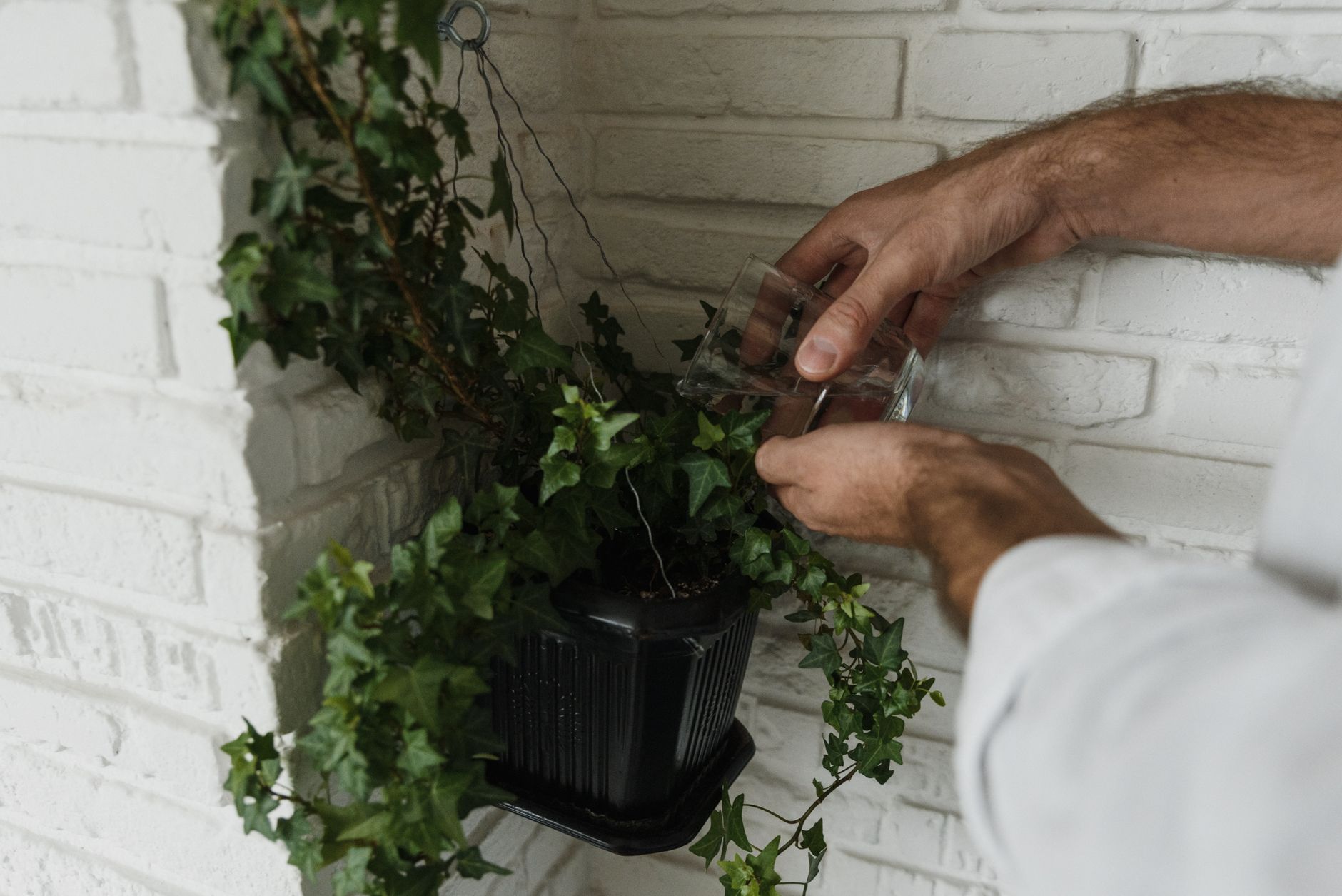Hands watering an indoor ivy plant against a white brick wall for optimal growth.