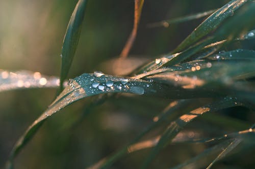 Free Close-up of Water Drops on Leaves Stock Photo