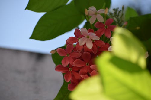Gratis lagerfoto af blomster, grøn, lyserød blomst