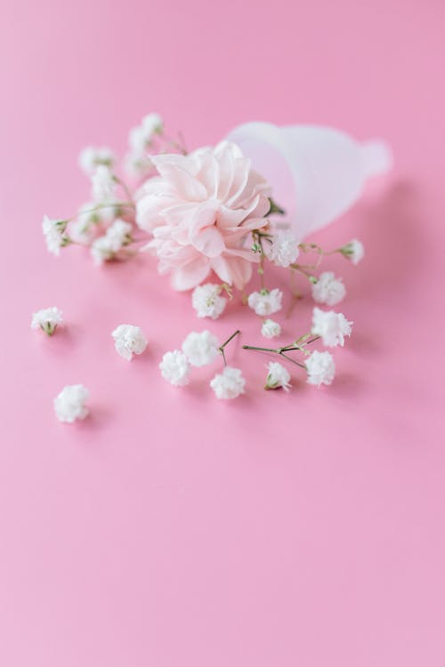 Close-Up Photo of White Flowers on Pink Surface