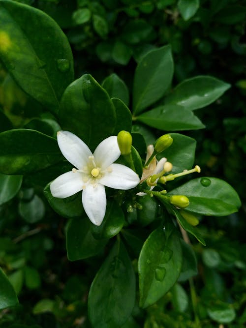 젖은 풀, 짙은 녹색 잎, 하얀 꽃의 무료 스톡 사진
