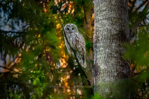 Owl Perched on a Tree Branch 