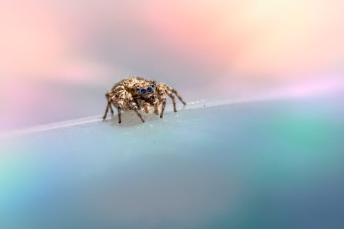 Jumping Spider on Colorful Surface