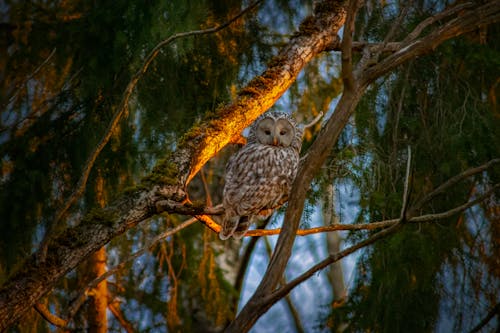 Owl Perched on Tree Branch