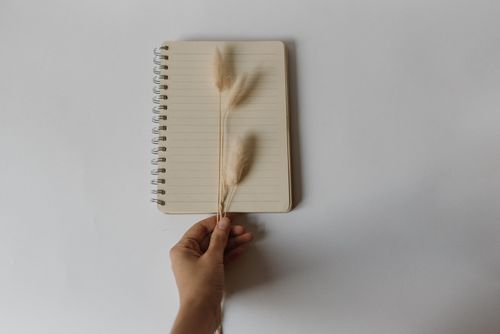 Free A hand holding dried bunny tail grass over an open notebook on a white background, perfect for minimalist designs. Stock Photo