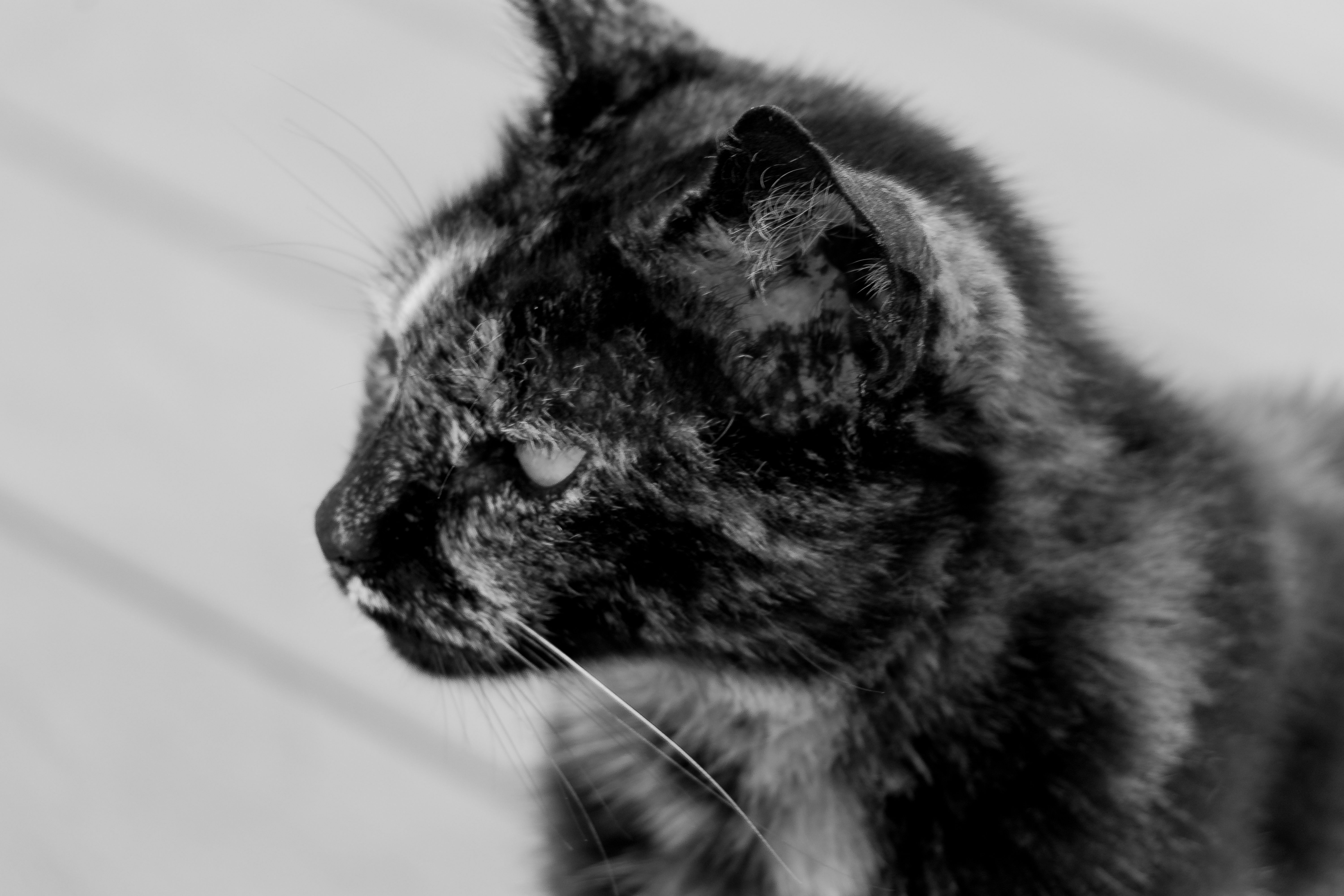 Free Stock Photo Of Animal Animal Photography Beautiful