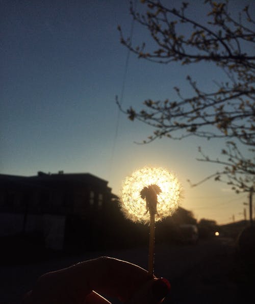 Free stock photo of bright sun, dandelion flower