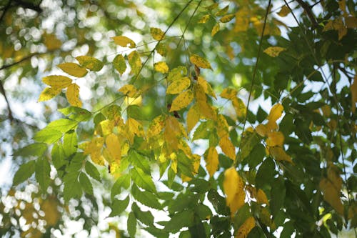 Gratis Immagine gratuita di albero, ambiente, autunno Foto a disposizione