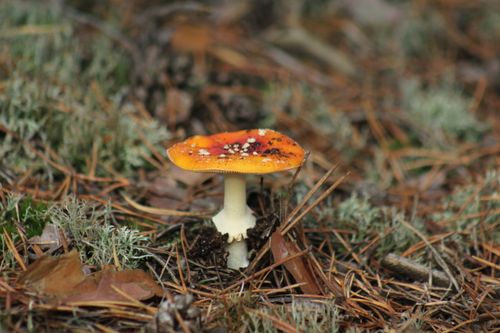 Free stock photo of forest mushroom Stock Photo