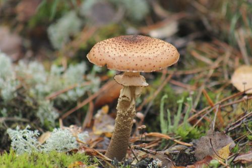 Free stock photo of forest mushroom Stock Photo