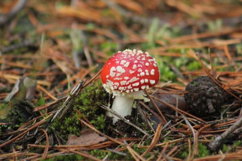 Free stock photo of forest mushroom Stock Photo