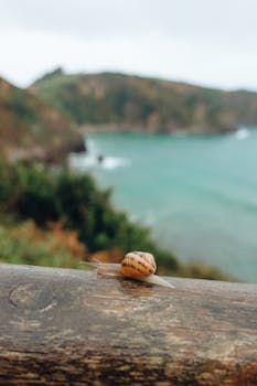 Detailed image of a snail on a railing with a blurry coastal background.
