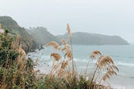 宁静的沿海景观，高高的草，悬崖和薄雾笼罩的海景