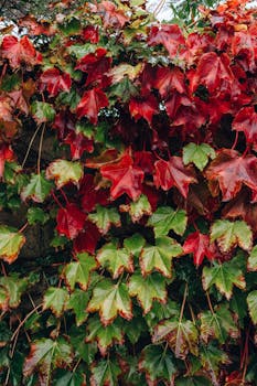 Lush red and green leaves after rain in a garden setting, showcasing vibrant autumn colors.