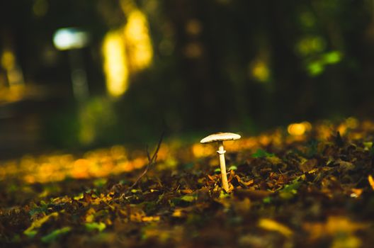White Mushroom on Brown Soil