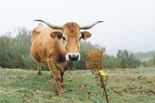 Foto profissional grátis de animais selvagens, boi, campo de grama