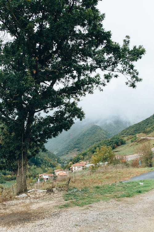 Photos gratuites de arbre, brumeux, calme