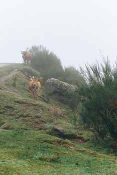 雾蒙蒙的山坡上，两只牛安静地吃着草，周围绿树成荫