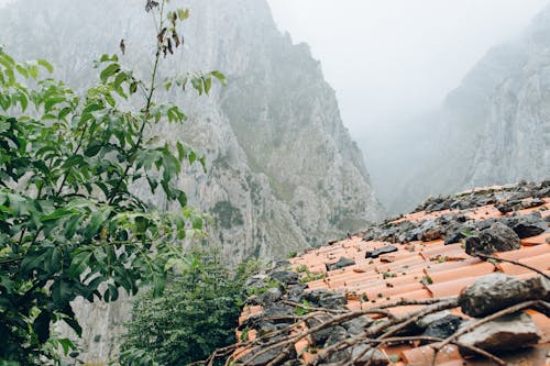 Green Trees on Mountain