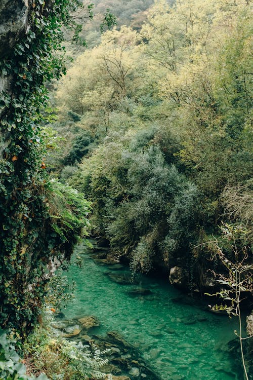 ジャングル, 垂直ショット, 川の無料の写真素材