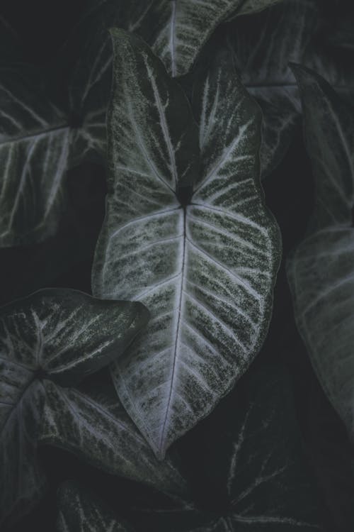 Green Leaves in Close Up Photography